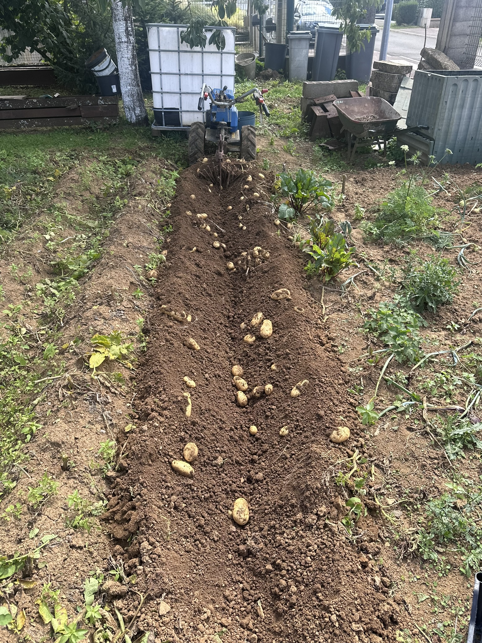 Photo de pomme de terre fraîchement arrachée